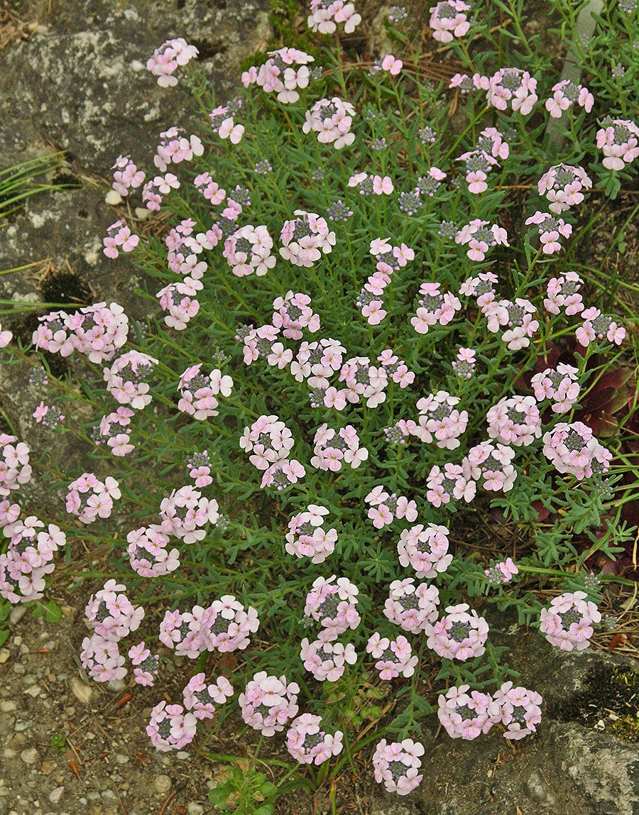 Image of Aethionema pulchellum specimen.