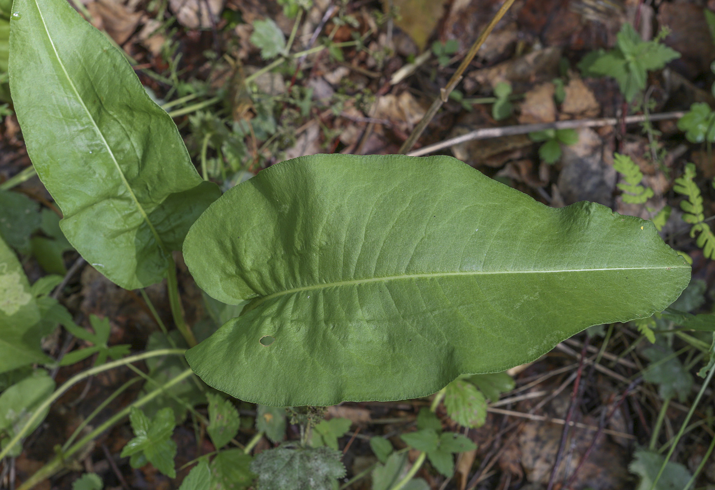 Изображение особи Bistorta officinalis.