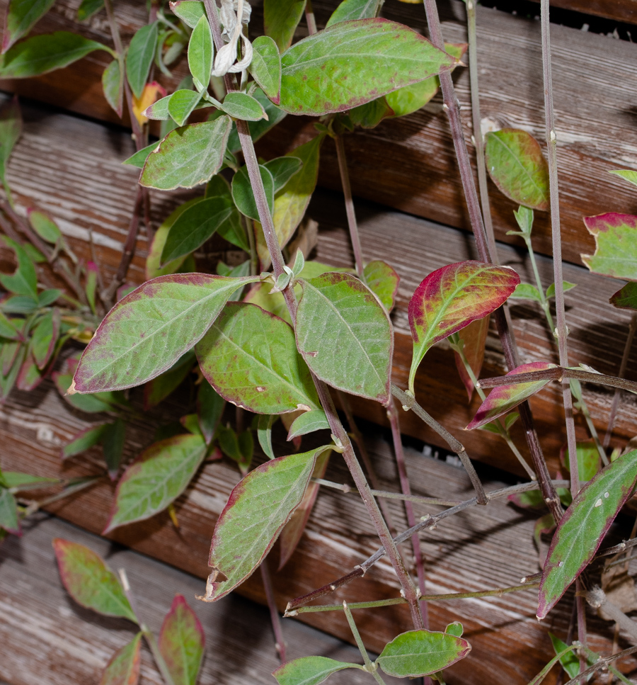 Изображение особи Alternanthera porrigens.