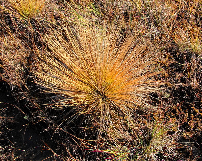 Изображение особи Trichophorum cespitosum.