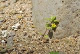 Mimulus tenellus. Цветущее растение. Приморский край, Уссурийский гор. округ, окр. с. Монакино, берег р. Павлиновка, подножие сопки. 22.07.2021.