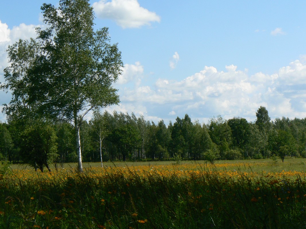 Image of genus Trollius specimen.