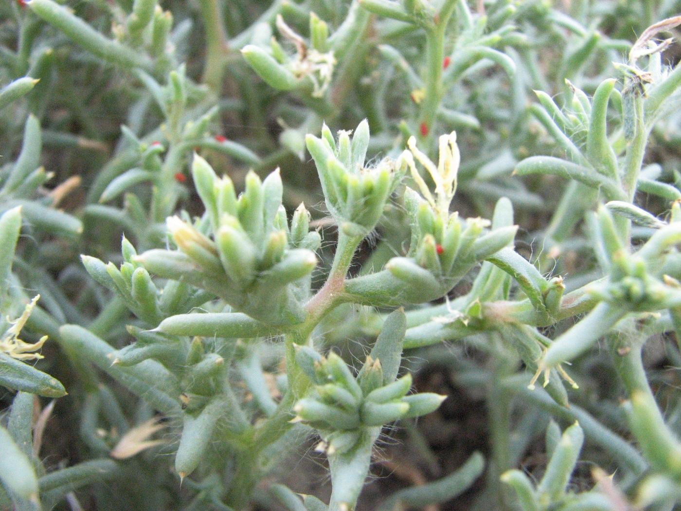 Image of Halimocnemis pilosa specimen.