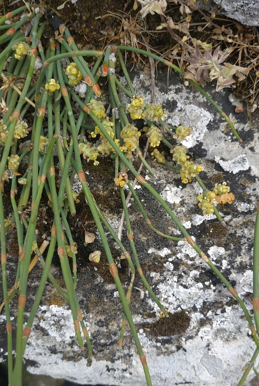 Image of Ephedra distachya specimen.