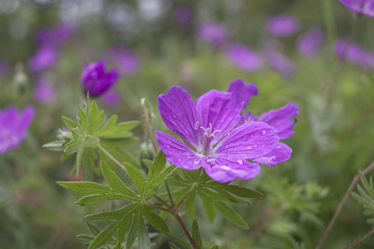 Изображение особи Geranium sanguineum.