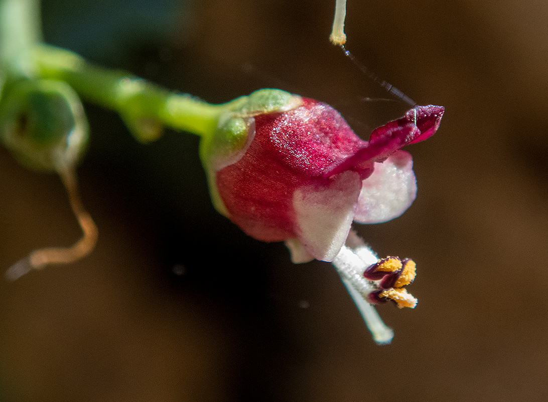 Image of Scrophularia heterophylla specimen.