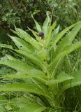 Cirsium helenioides. Верхушка бутонизирующего растения. Республика Алтай, Усть-Коксинский р-н, окр. с. Мульта, заросли курильского чая в нижнем течении р. Куйгук. 12.07.2021.