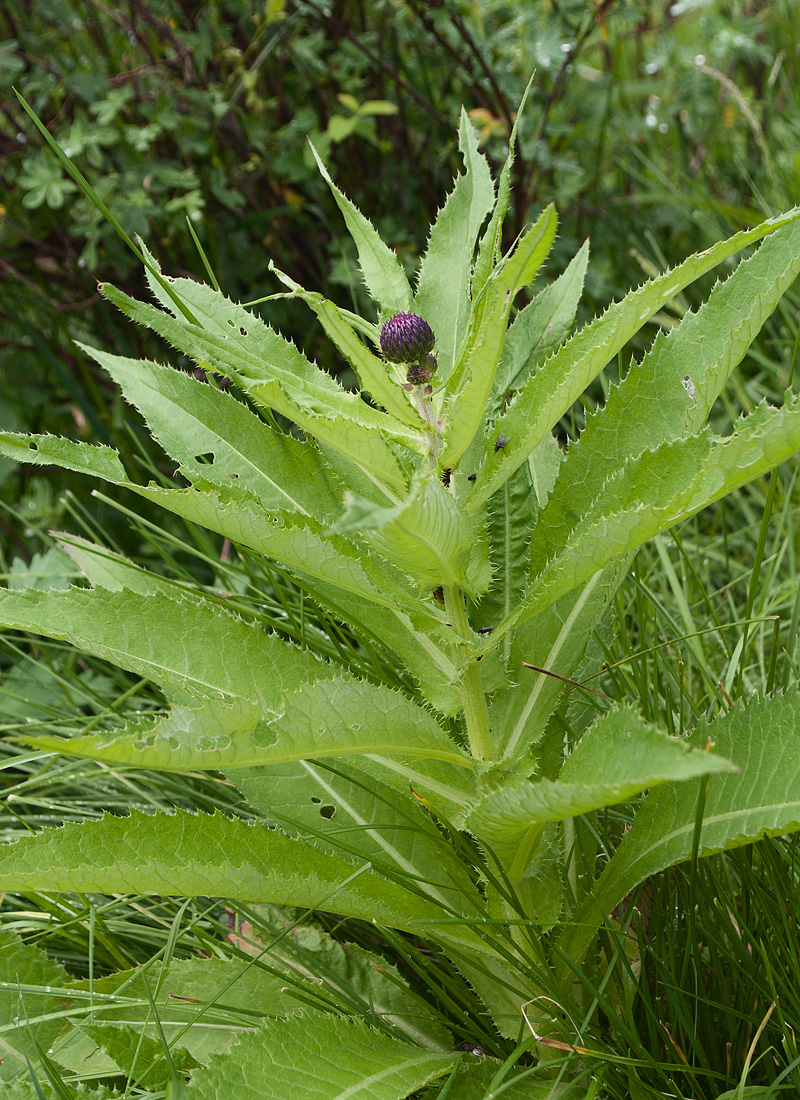 Image of Cirsium helenioides specimen.