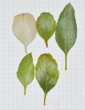 genus Eucalyptus