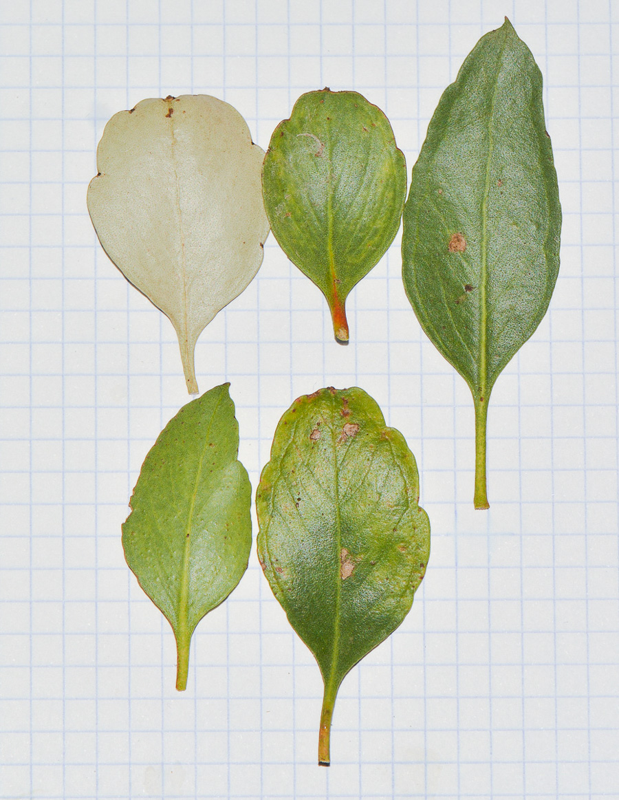 Image of genus Eucalyptus specimen.