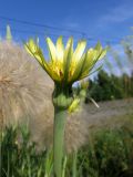 Tragopogon dubius