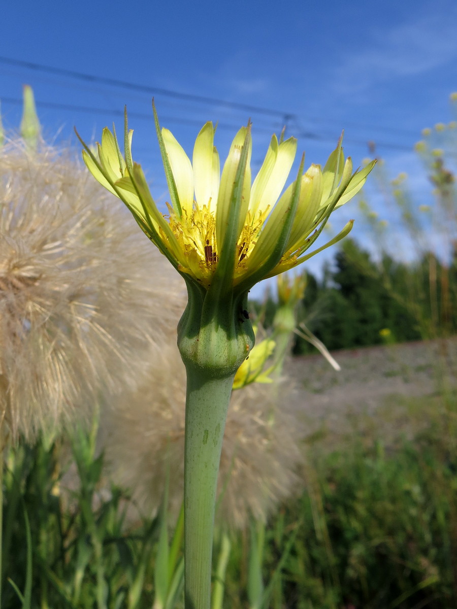 Image of Tragopogon dubius specimen.