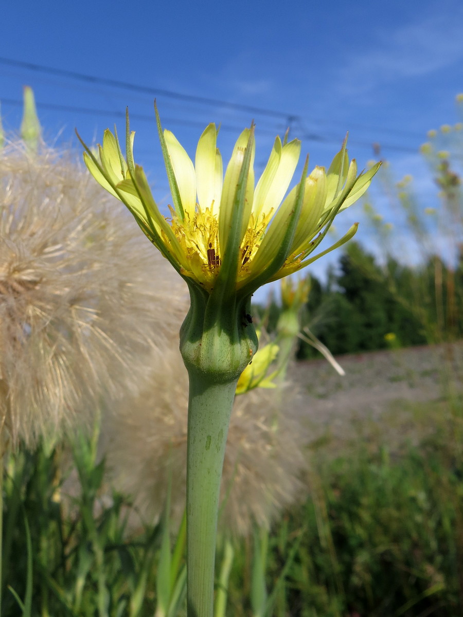 Image of Tragopogon dubius specimen.