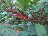 Hibiscus esculentus