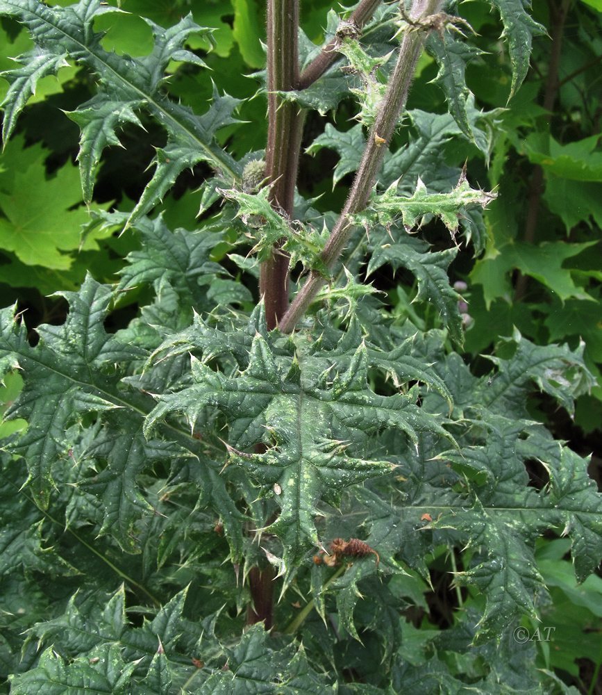 Изображение особи Echinops sphaerocephalus.
