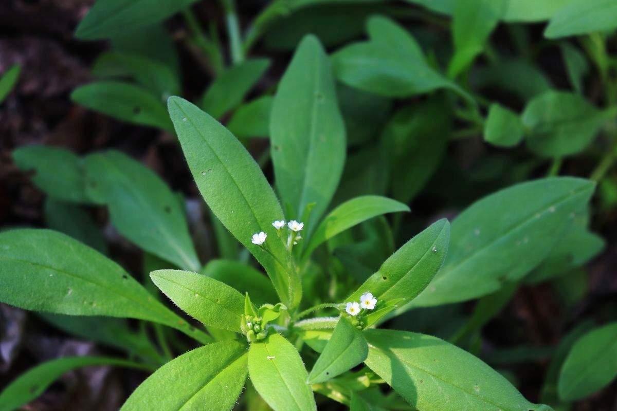 Image of Myosotis sparsiflora specimen.