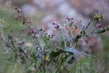 Cynoglossum officinale. Цветущее растение с завязавшимися плодами и отплодоносивший высохший побег. Кабардино-Балкария, Чегемский р-н, окр. с. Булунгу, каменистый склон. 05.08.2021.