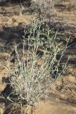 genus Astragalus. Вегетирующее растение. Казахстан, Алматинская обл., Балхашский р-н, закреплённые пески. 14 сентября 2021 г.