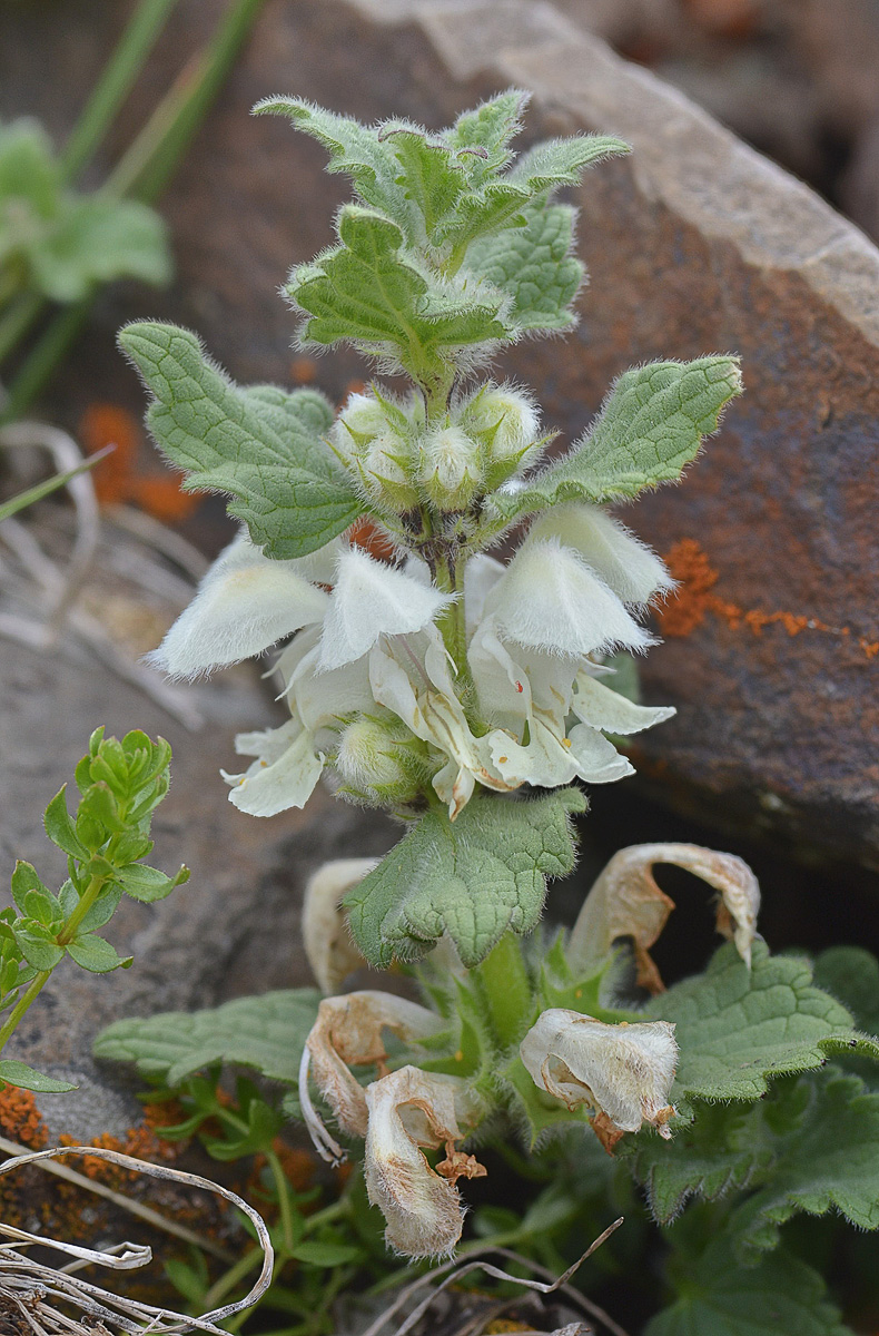 Изображение особи Lamium tomentosum.