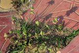Lamium amplexicaule. Цветущее растение. Калмыкия, Лаганский р-н, г. Лагань, между плит во дворе. 22.04.2021.