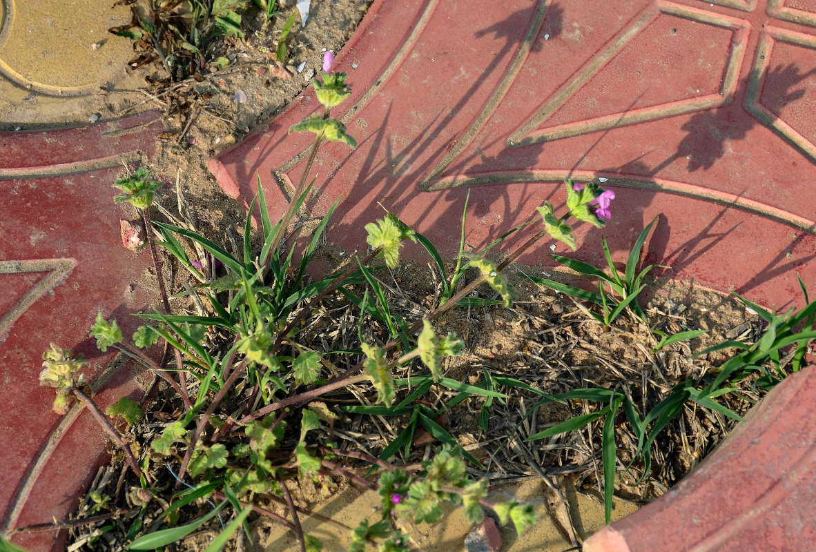Image of Lamium amplexicaule specimen.