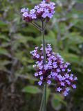 Verbena bonariensis. Соцветия. Санкт-Петербург, Ботанический сад БИН РАН, в культуре. 24.09.2015.