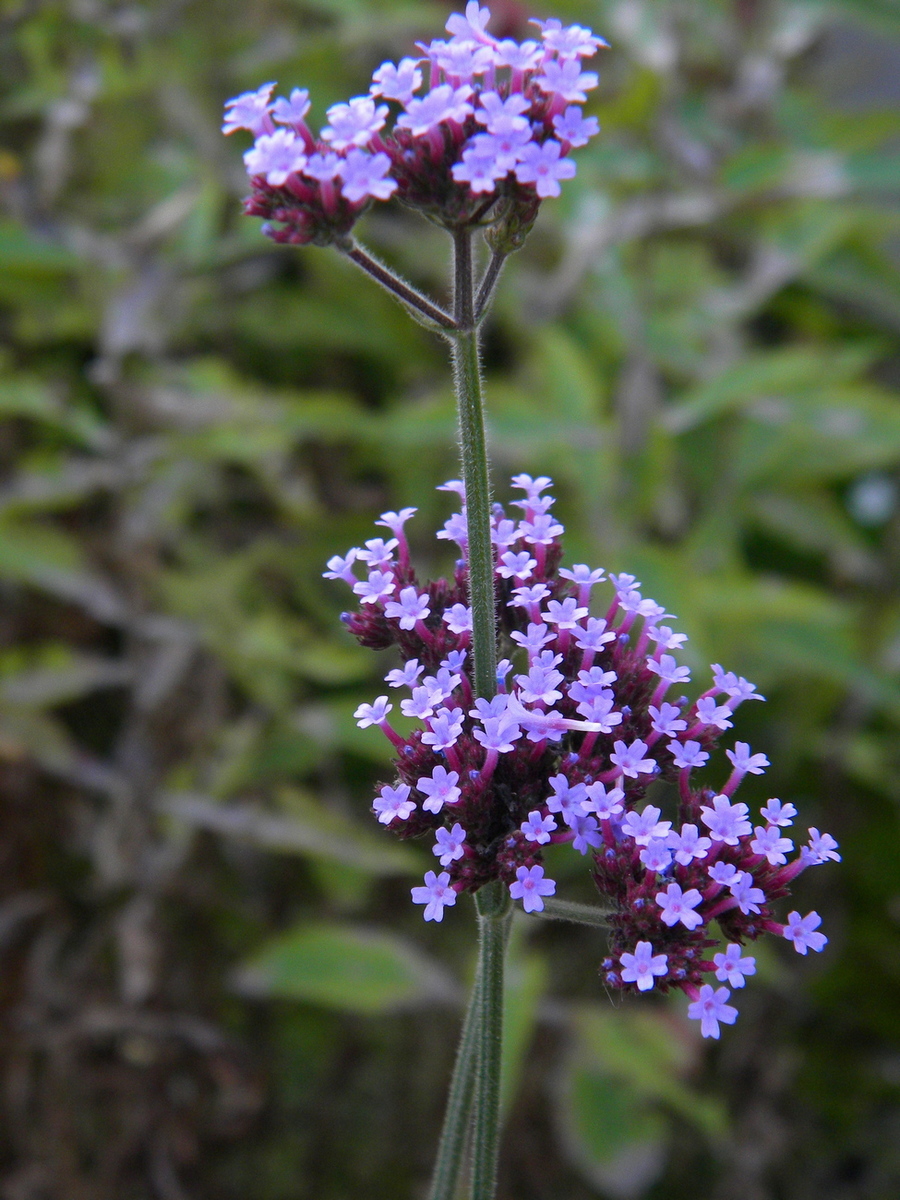 Изображение особи Verbena bonariensis.