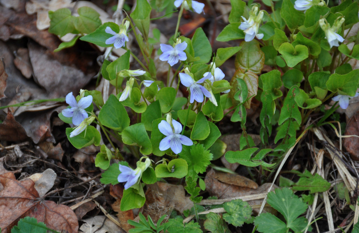 Image of genus Viola specimen.