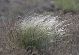 Stipa pennata