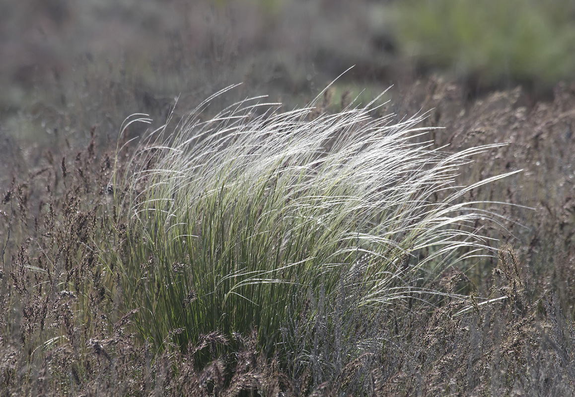 Image of Stipa pennata specimen.