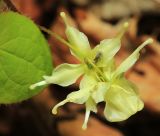Epimedium koreanum. Соцветие. Приморский край, Хасанский р-н, окр. с. Кравцовка, бассейн р. Грязная, в дубовом лесу. 16.05.2022.