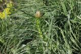 Asphodeline lutea