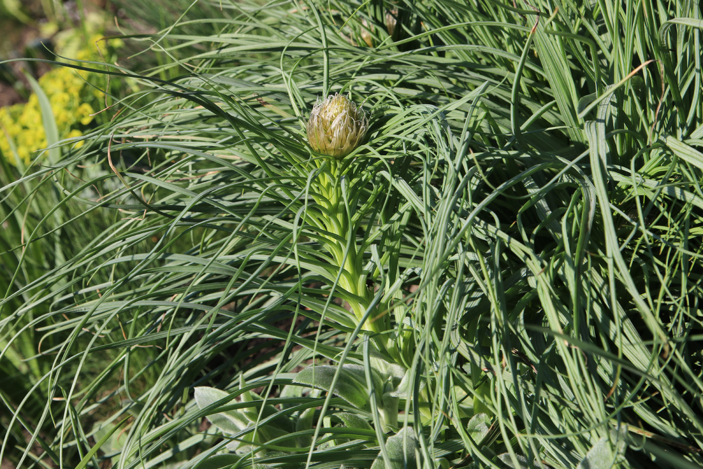 Изображение особи Asphodeline lutea.