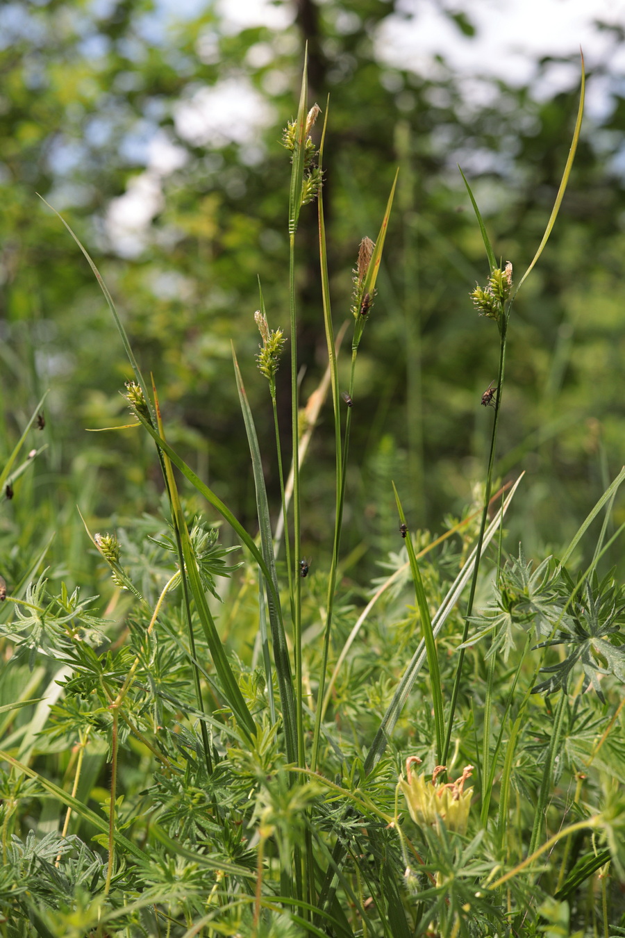 Изображение особи Carex pallescens.