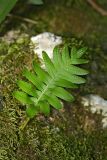 Polypodium vulgare. Вайя. Республика Абхазия, окр. Нового Афона. 20.08.2009.