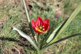 Tulipa humilis