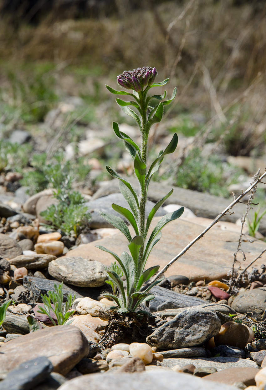 Image of Clausia aprica specimen.