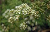 Conium maculatum. Соцветие. Республика Адыгея, г. Майкоп, восточная окраина, рудеральный луг с зарослями кустарников и молодых деревьев. 10.07.2022.