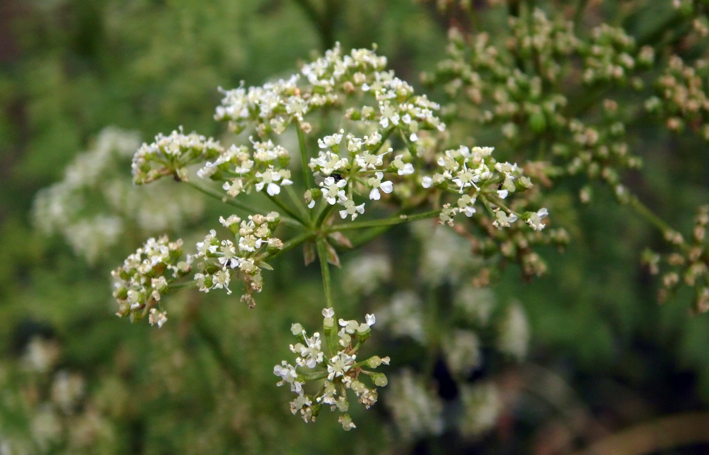 Изображение особи Conium maculatum.