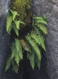 Polypodium vulgare