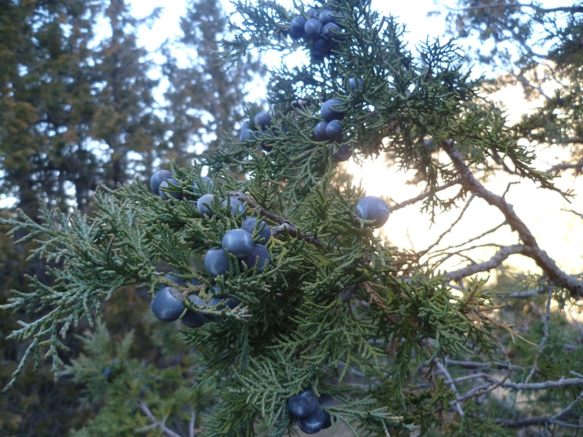 Image of Juniperus seravschanica specimen.