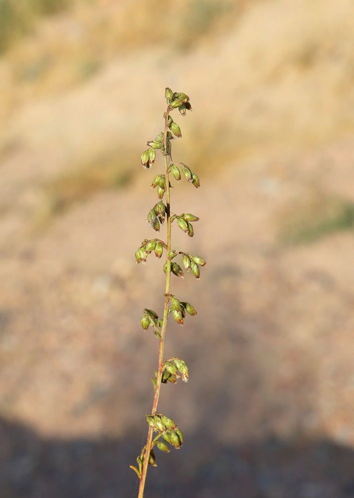 Image of Artemisia scoparia specimen.