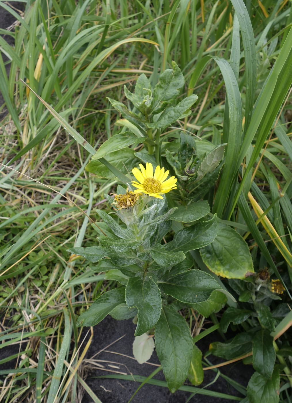 Image of Senecio pseudoarnica specimen.