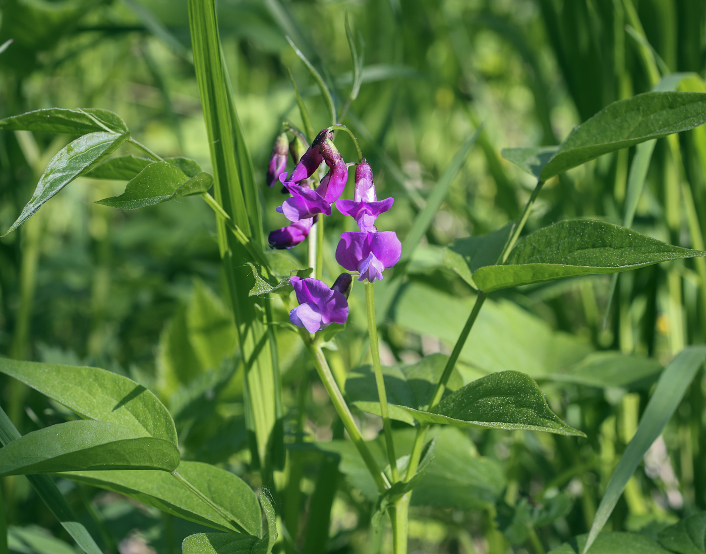 Image of Lathyrus vernus specimen.