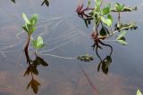 Menyanthes trifoliata