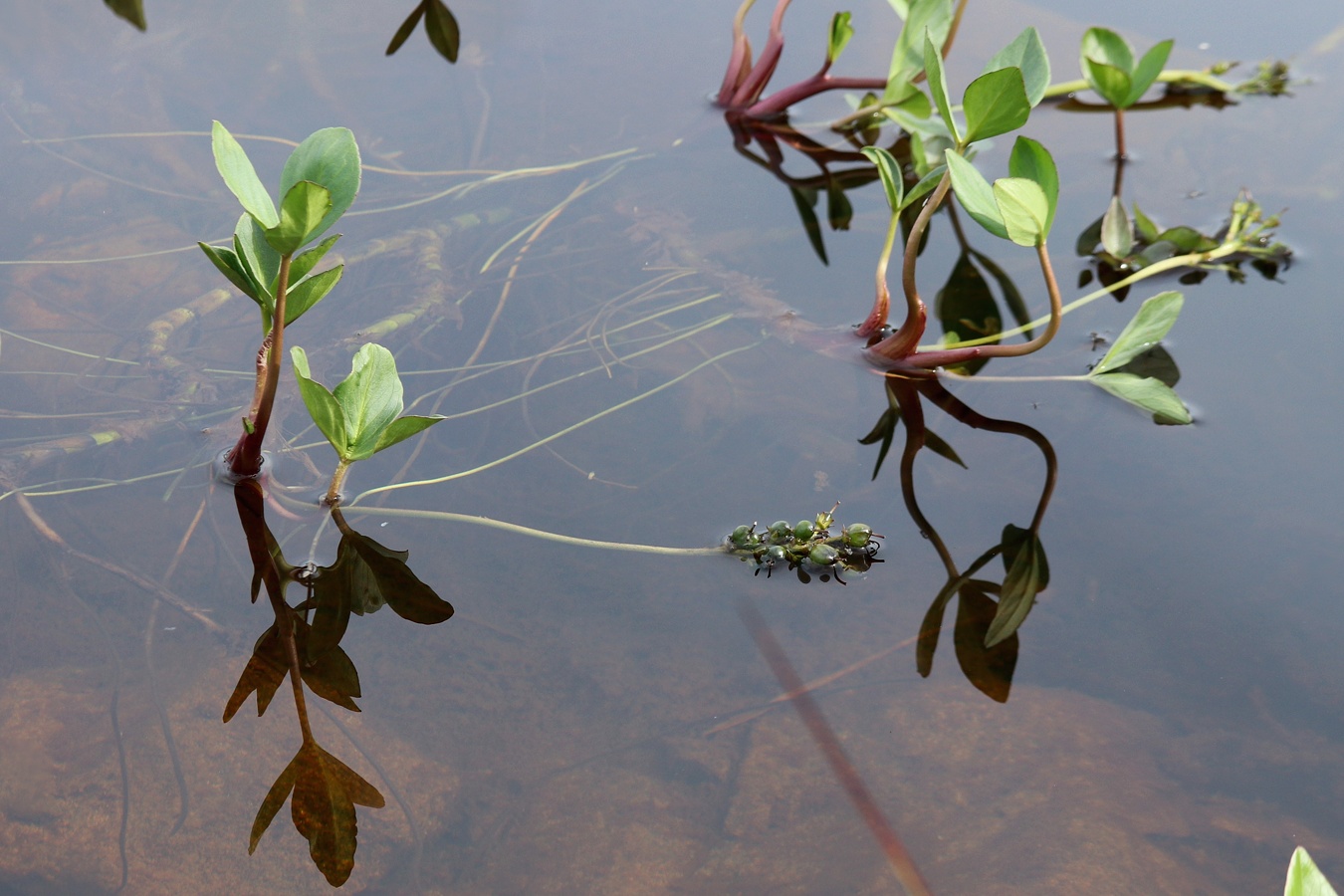 Image of Menyanthes trifoliata specimen.