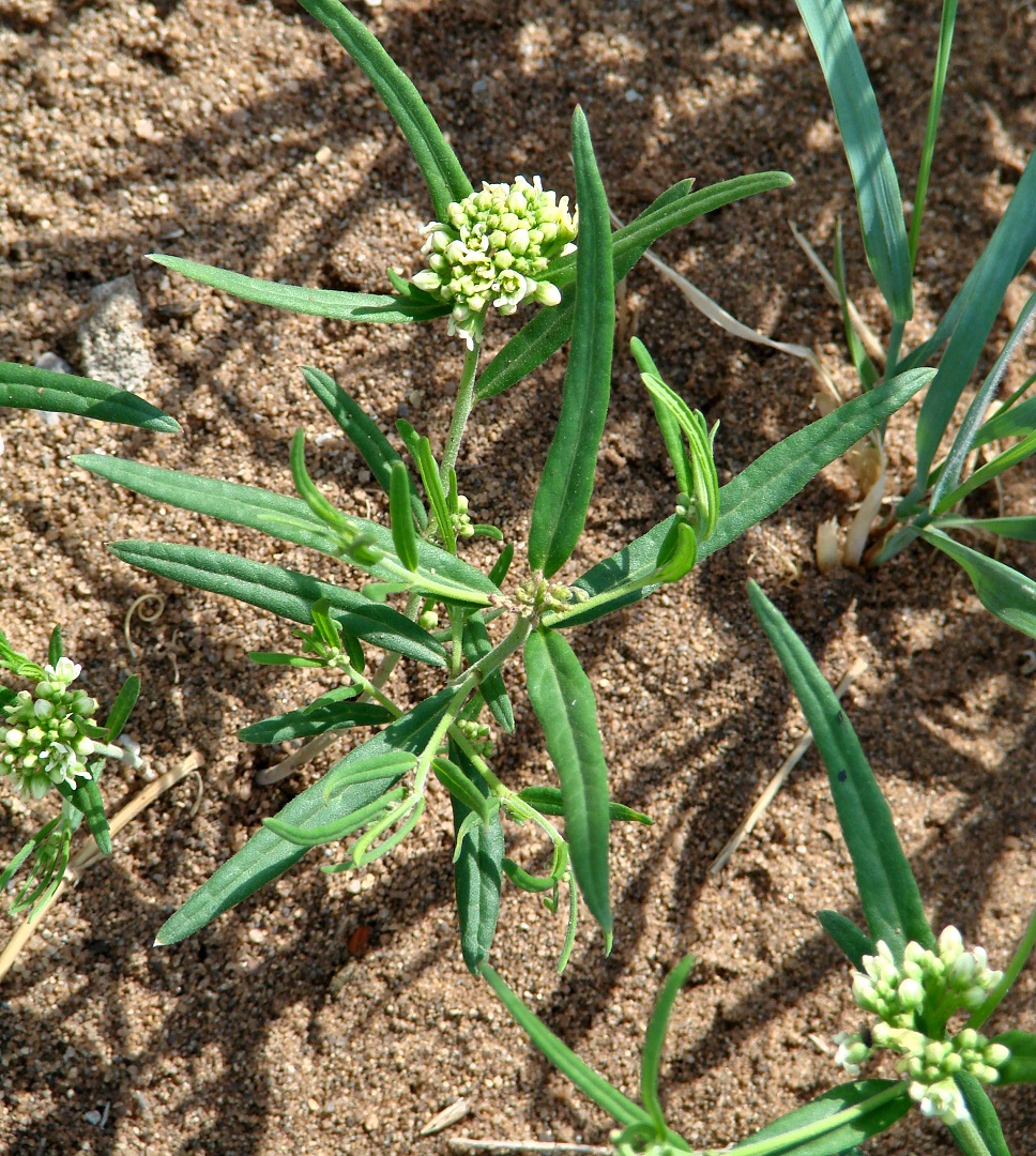 Image of Vincetoxicum sibiricum specimen.