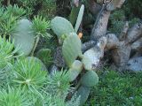 Opuntia ficus-indica. Плодоносящее растение. Испания, Канарские острова, Тенерифе, горный массив Анага, заброшенная плантация. 8 марта 2008 г.