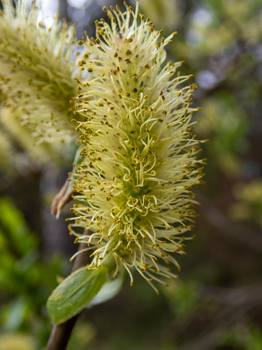 Image of Salix myrsinifolia specimen.