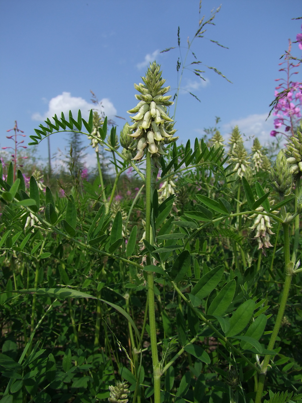 Image of Astragalus uliginosus specimen.